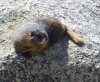 Hoary Marmot.JPG