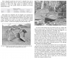 IJA Type 95 Folding Assault Boats 1.png