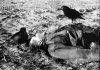 Death at Stalingrad photo 9.jpg