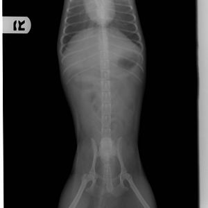 Alfie X-Ray Ventral