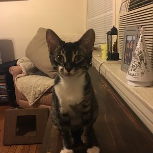Mr. Bingley