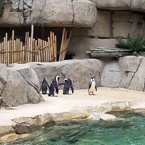 African Penguins at the Dallas Zoo