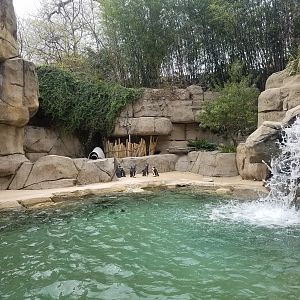 African Penguins at the Dallas Zoo