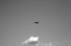IMG_6430BWweb.jpg