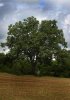 Oak-Tree-in-Shawshank-Redem_.jpg
