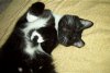 My kitty cat.jpg