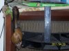 100_0706.jpg