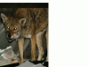 coyote-garbage-banner-thumb-584x438-72958.gif