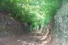hedges4.jpg