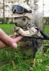 squirrel_soldier.jpg