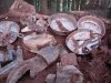 DSC04511.jpg
